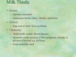 Milk Thistle Botany l l Silybum marianum Asteraceae