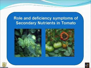 Role and deficiency symptoms of Secondary Nutrients in