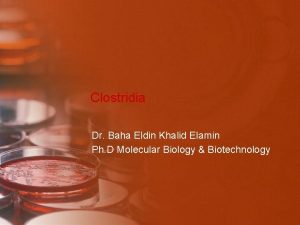 Clostridia Dr Baha Eldin Khalid Elamin Ph D