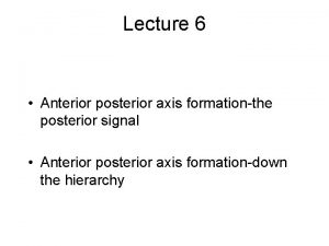 Lecture 6 Anterior posterior axis formationthe posterior signal