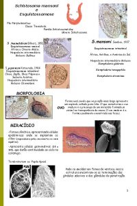 Schistosoma mansoni e Esquistossomose Filo Platyhelminthes Classe Trematoda