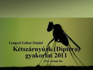 Lengyel Gbor Dniel Ktszrnyak Diptera gyakorlat 2011 SZIE