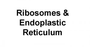 Ribosomes Endoplastic Reticulum Ribosomes Organelles that make protein