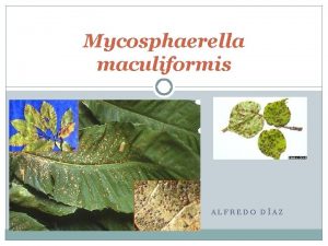 Mycosphaerella maculiformis