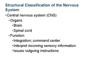 Structural classification of the nervous system