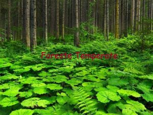 Foreste Temperate Le Foreste Temperate Le zone temperate