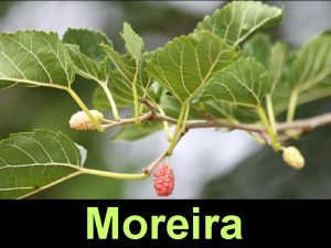 Moreira moreira Morus Morera Mulberry Mrier Amoreira Morus