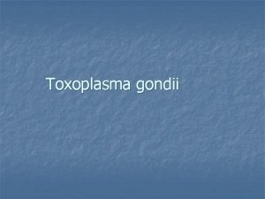 Toxoplasma gondii n n T gondii causes Toxoplasmosis