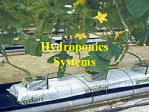 Hydroponics Systems Comes from Latin and means Working