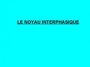 LE NOYAU INTERPHASIQUE Le noyau interphasique on y