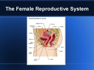 The Female Reproductive System Female Pelvis Side Basic