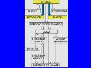 I MITOCONDRI IMPORTANO DAL CITOSOL QUASI TUTTE LE