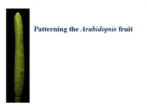 Patterning the Arabidopsis fruit Arabidopsis fruit structure valve