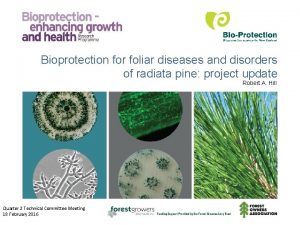 Bioprotection for foliar diseases and disorders of radiata