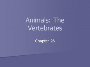 Animals The Vertebrates Chapter 26 Something Old Something