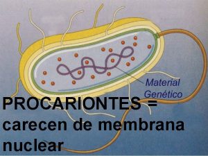 PROCARIONTES carecen de membrana nuclear EUCARIONTES poseen cromosomas