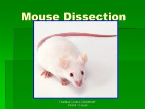 Mouse Dissection Practical Course Coordinator Khalid Hasayen Scientific