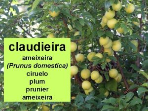 claudieira ameixeira Prunus domestica ciruelo plum prunier ameixeira