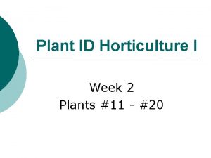 Plant ID Horticulture I Week 2 Plants 11