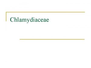 Chlamydiaceae 2 genera 1 Chlamydia 1 2 Chlamydia