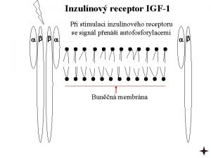 Inzulnov receptor IGF1 Pi stimulaci inzulnovho receptoru se
