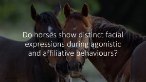 Do horses show distinct facial expressions during agonistic