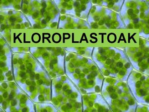 Kloroplastoak