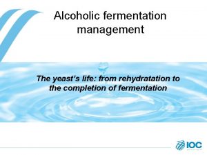 Alcoholic fermentation management The yeasts life from rehydratation