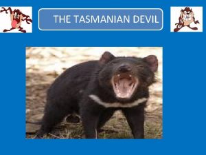 THE TASMANIAN DEVIL Tasmanian devil classification Kingdom Animalia