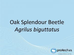 Oak Splendour Beetle Agrilus biguttatus Oak Splendour Beetle