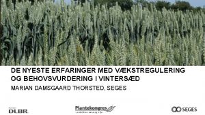 Vækstregulering efterår