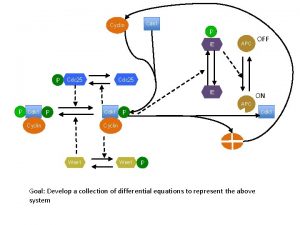 Cdk 1 Cyclin P IE P Cdc 25