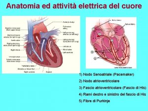 Anatomia ed attivit elettrica del cuore 1 Nodo
