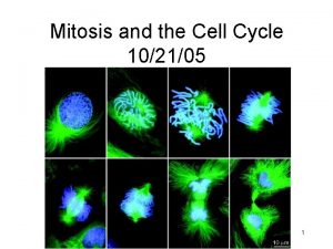 Mitosis and the Cell Cycle 102105 1 Lecture
