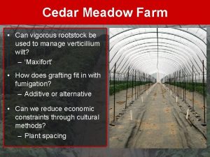 Cedar Meadow Farm Can vigorous rootstock be used