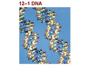 12 1 DNA 12 1 DNA Griffith and