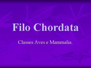 Filo Chordata Classes Aves e Mammalia I Classe