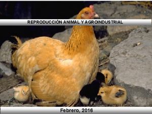 REPRODUCCIN ANIMAL Y AGROINDUSTRIAL Febrero 2016 EVALUACIN 100