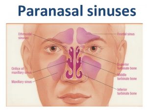 Paranasal sinuses 1 Paranasal sinuses Are air filled