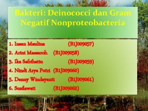 Bakteri Deinococci dan Gram Negatif Nonproteobacteria 1 Insan