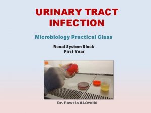 URINARY TRACT INFECTION Microbiology Practical Class Renal System