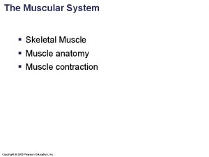 The Muscular System Skeletal Muscle Muscle anatomy Muscle