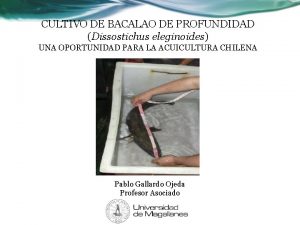 CULTIVO DE BACALAO DE PROFUNDIDAD Dissostichus eleginoides UNA