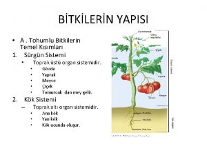 BTKLERN YAPISI A Tohumlu Bitkilerin Temel Ksmlar 1