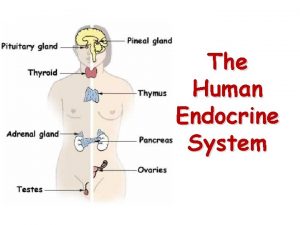 Testosterone endocrine gland