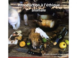 Introduction lthique animale Photos Alessandra Sanguinetti On the