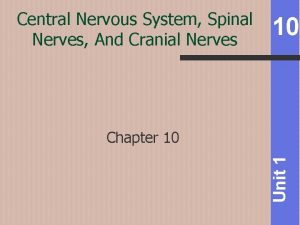 Central Nervous System Spinal Nerves And Cranial Nerves
