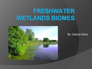 Climate of freshwater wetlands