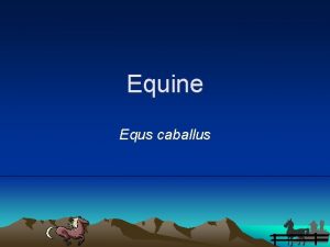 Equine Equs caballus Horse Classification Kingdom Animalia Phylum