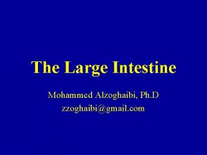 The Large Intestine Mohammed Alzoghaibi Ph D zzoghaibigmail